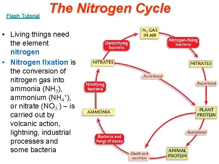 Flash Tutorial The Nitrogen Cycle • Living things need the element nitrogen • Nitrogen