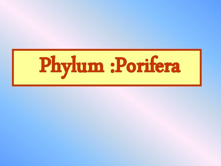 Phylum : Porifera 