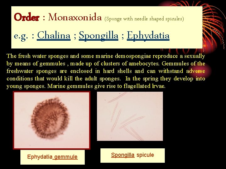 Order : Monaxonida (Sponge with needle shaped spicules) e. g. : Chalina ; Spongilla