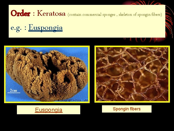 Order : Keratosa (contain commercial sponges , skeleton of spongin fibers) e. g. :