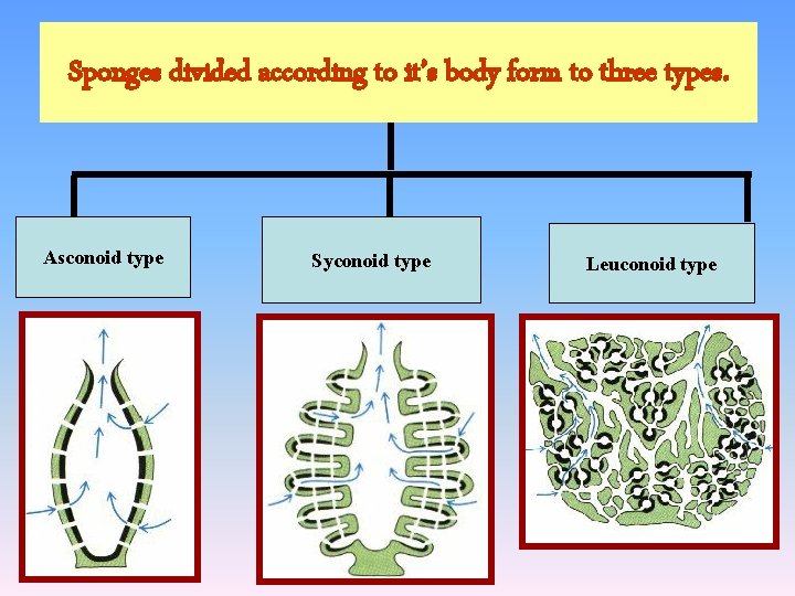 Sponges divided according to it’s body form to three types. Asconoid type Syconoid type