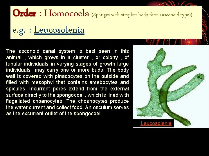 Order : Homocoela (Sponges with simplest body form (asconoid type)) e. g. : Leucosolenia
