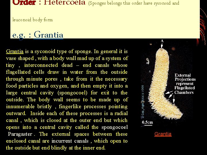 Order : Hetercoela (Sponges belongs this order have syconoid and leuconoid body form e.