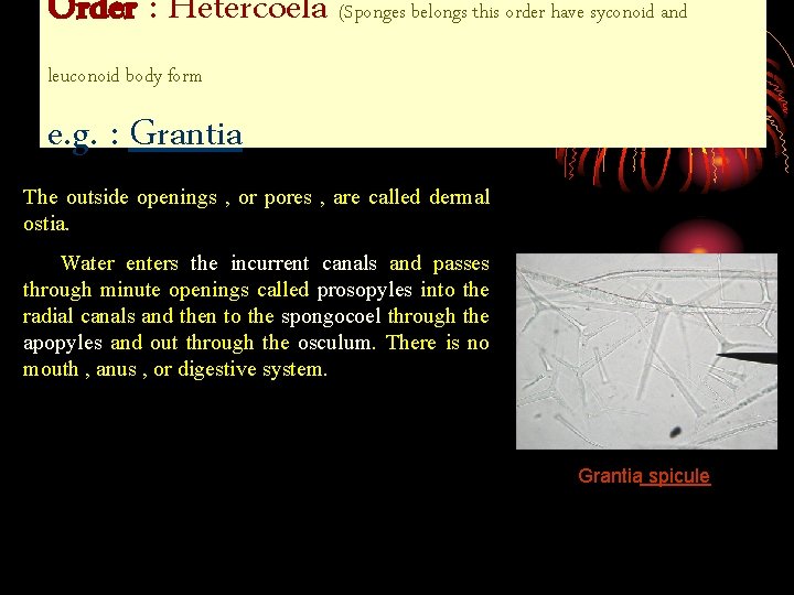 Order : Hetercoela (Sponges belongs this order have syconoid and leuconoid body form e.