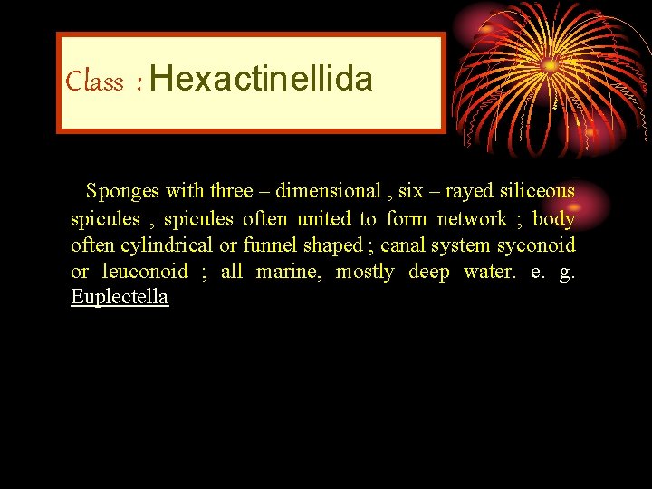 Class : Hexactinellida Sponges with three – dimensional , six – rayed siliceous spicules
