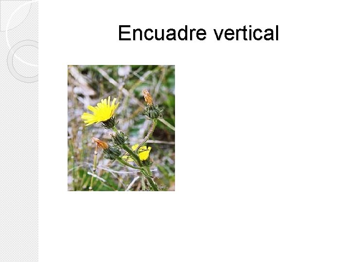 Encuadre vertical Encuadre vertical