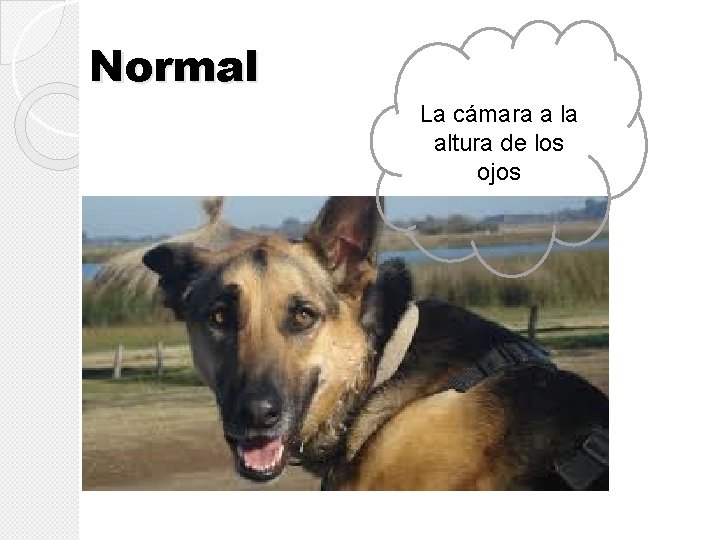 Normal La cámara a la altura de los ojos Normal La cámara a la altura de los ojos