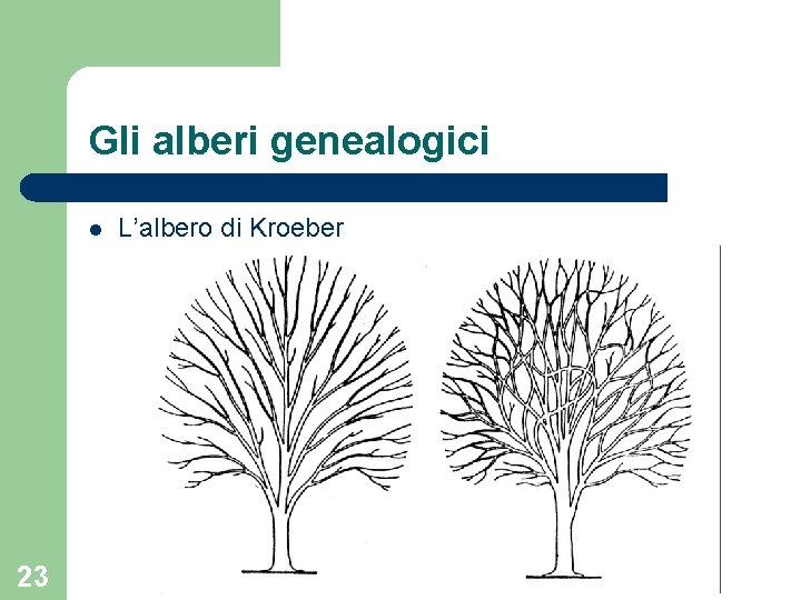 Gli alberi genealogici l 23 L’albero di Kroeber 