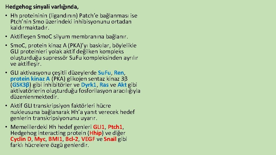 Hedgehog sinyali varlığında, • Hh proteininin (ligandının) Patch’e bağlanması ise Ptch’nin Smo üzerindeki inhibisyonunu