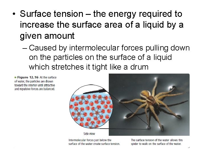  • Surface tension – the energy required to increase the surface area of