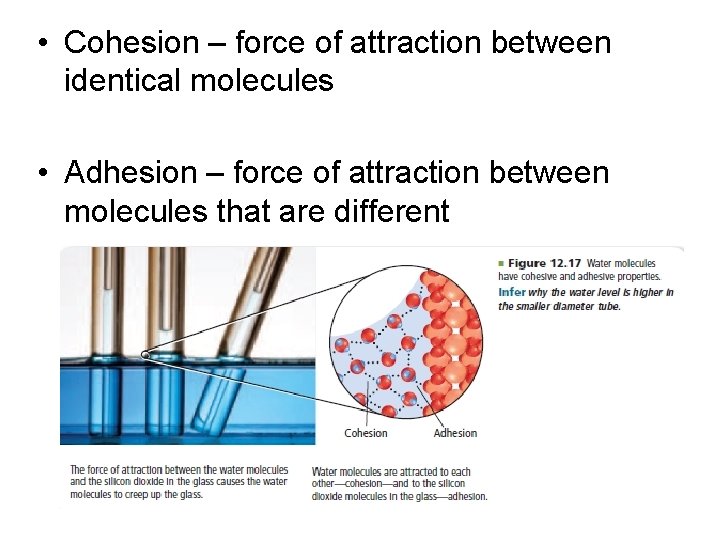  • Cohesion – force of attraction between identical molecules • Adhesion – force