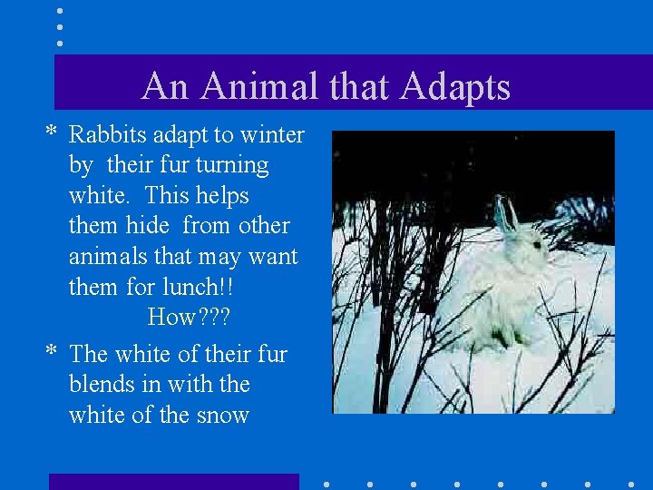 An Animal that Adapts * Rabbits adapt to winter by their fur turning white.