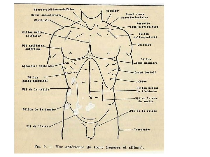 MORPHOLOGIE TRONC 