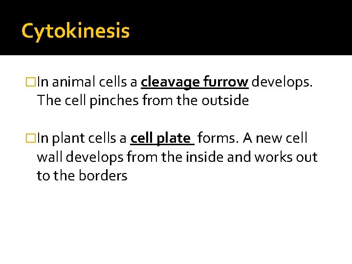 Cytokinesis �In animal cells a cleavage furrow develops. The cell pinches from the outside