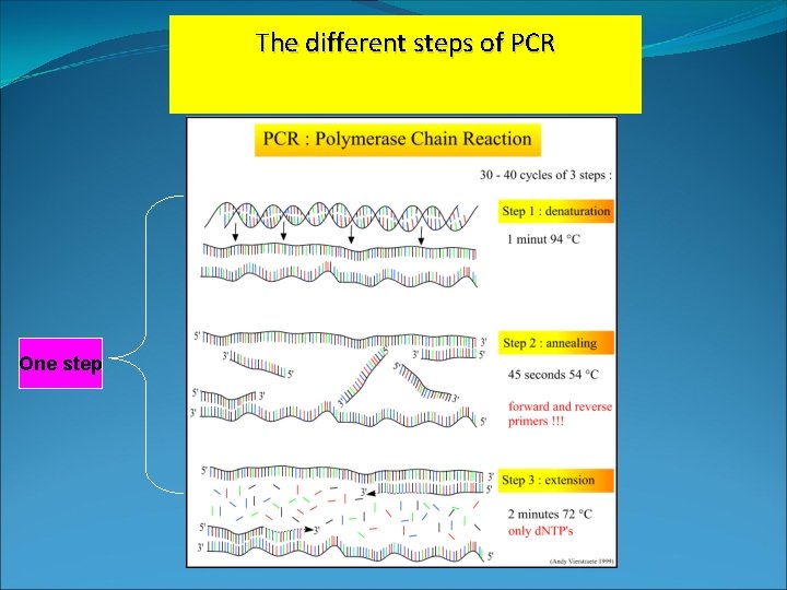 The different steps of PCR One step The different steps of PCR One step