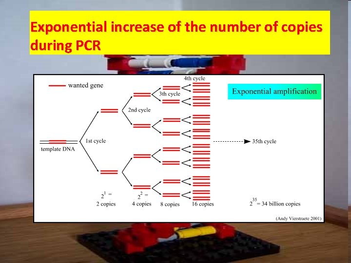 Exponential increase of the number of copies during PCR Exponential increase of the number of copies during PCR