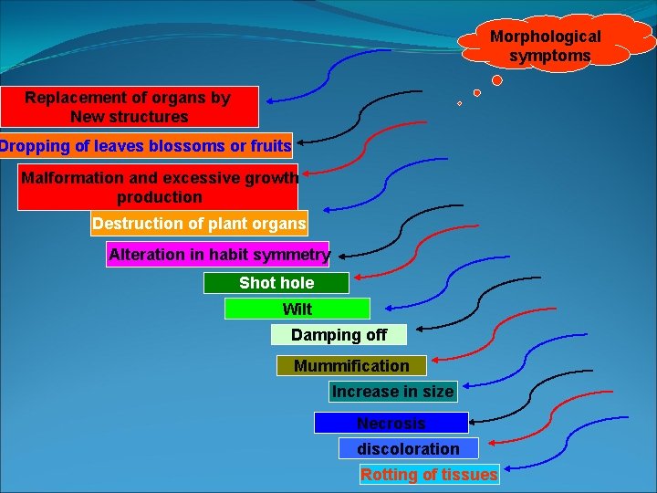 Morphological symptoms Replacement of organs by New structures Dropping of leaves blossoms or fruits Morphological symptoms Replacement of organs by New structures Dropping of leaves blossoms or fruits