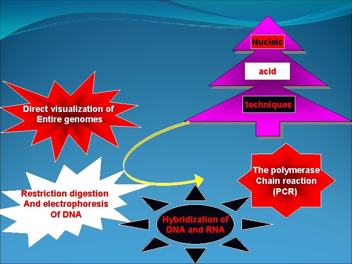 Nucleic acid techniques Direct visualization of Entire genomes Restriction digestion And electrophoresis Of DNA Nucleic acid techniques Direct visualization of Entire genomes Restriction digestion And electrophoresis Of DNA