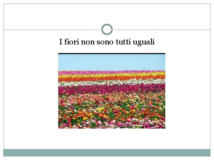 I fiori non sono tutti uguali 