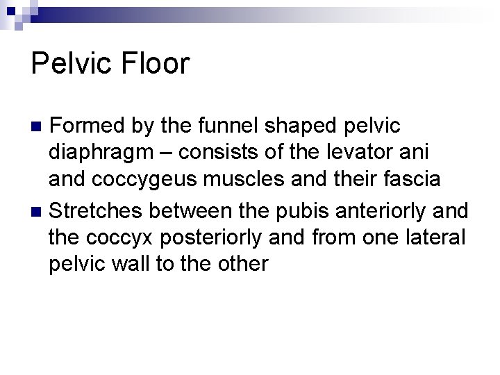 Pelvic Floor Formed by the funnel shaped pelvic diaphragm – consists of the levator