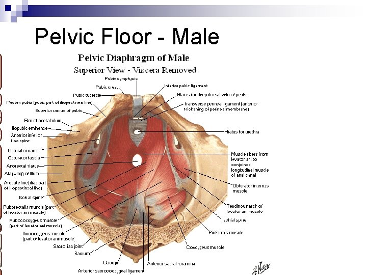 Pelvic Floor - Male 