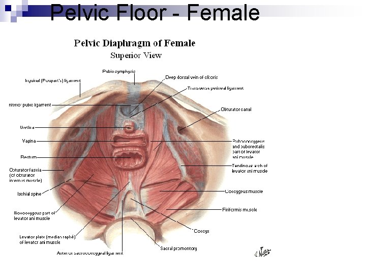 Pelvic Floor - Female 
