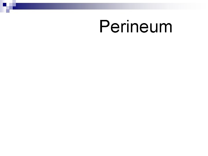 Perineum 
