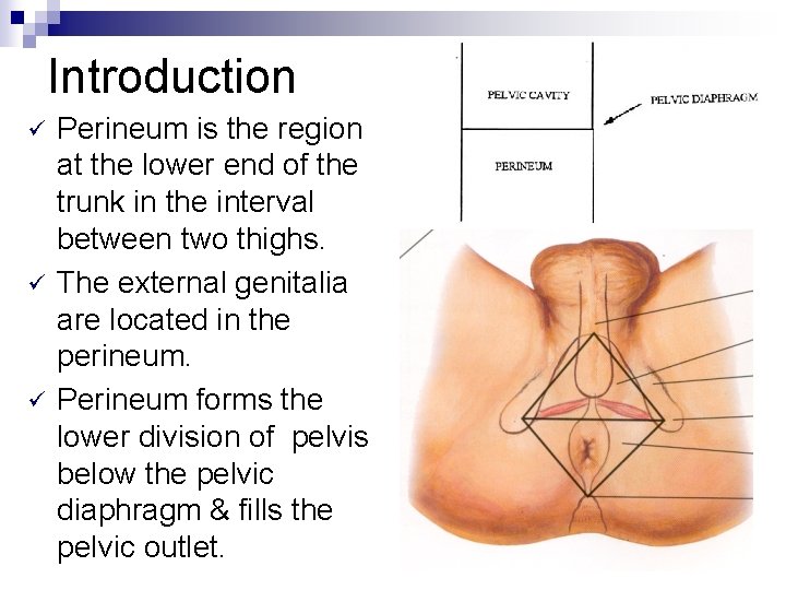 Introduction ü ü ü Perineum is the region at the lower end of the