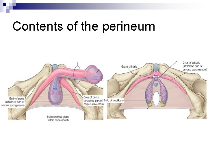 Contents of the perineum 