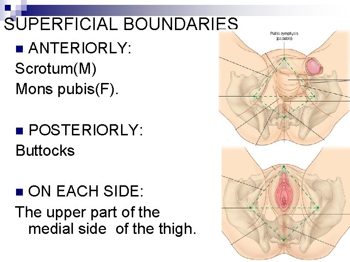 SUPERFICIAL BOUNDARIES ANTERIORLY: Scrotum(M) Mons pubis(F). n POSTERIORLY: Buttocks n ON EACH SIDE: The