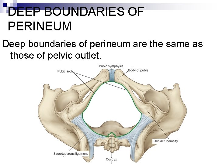 DEEP BOUNDARIES OF PERINEUM Deep boundaries of perineum are the same as those of