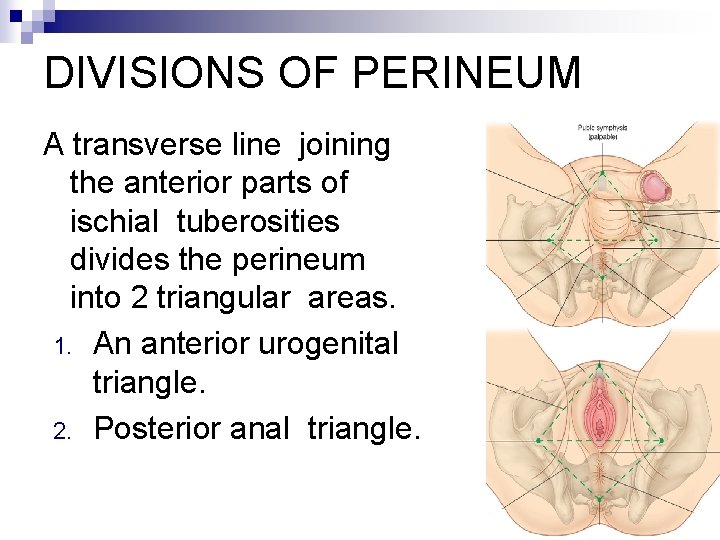 DIVISIONS OF PERINEUM A transverse line joining the anterior parts of ischial tuberosities divides