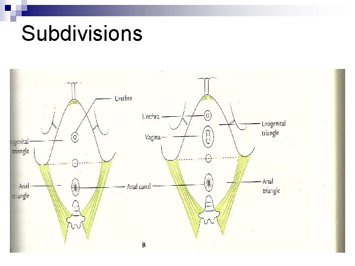 Subdivisions 