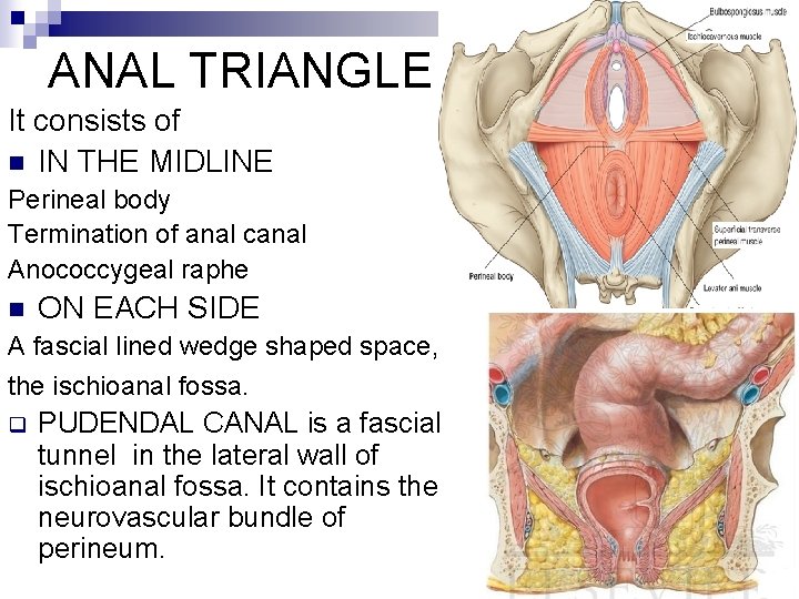 ANAL TRIANGLE It consists of n IN THE MIDLINE Perineal body Termination of anal