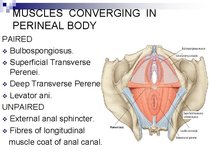 MUSCLES CONVERGING IN PERINEAL BODY PAIRED v Bulbospongiosus. v Superficial Transverse Perenei. v Deep