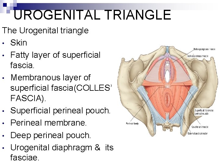 UROGENITAL TRIANGLE The Urogenital triangle • Skin • Fatty layer of superficial fascia. •