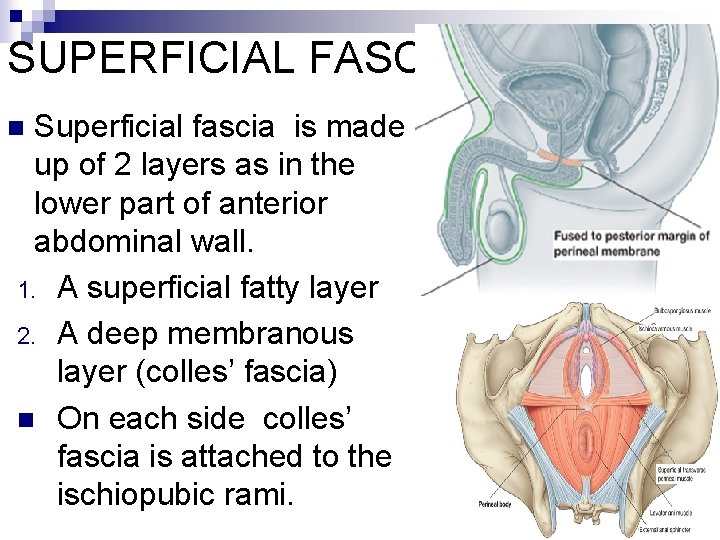 SUPERFICIAL FASCIA Superficial fascia is made up of 2 layers as in the lower