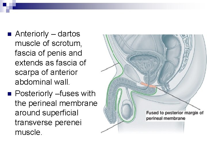 n n Anteriorly – dartos muscle of scrotum, fascia of penis and extends as