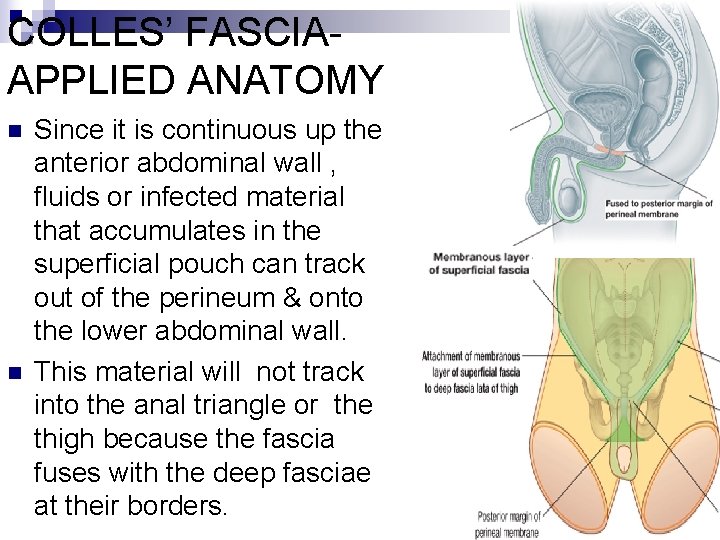 COLLES’ FASCIAAPPLIED ANATOMY n n Since it is continuous up the anterior abdominal wall