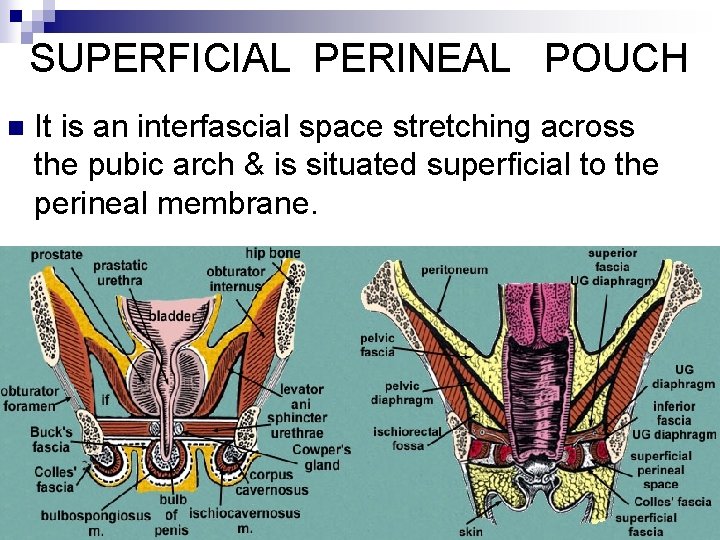 SUPERFICIAL PERINEAL POUCH n It is an interfascial space stretching across the pubic arch