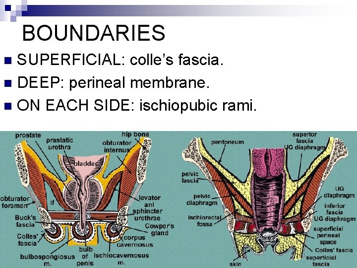 BOUNDARIES SUPERFICIAL: colle’s fascia. n DEEP: perineal membrane. n ON EACH SIDE: ischiopubic rami.