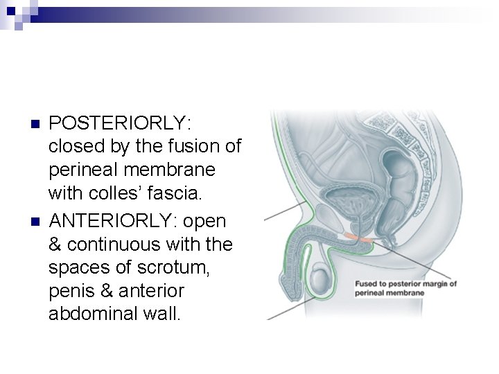 n n POSTERIORLY: closed by the fusion of perineal membrane with colles’ fascia. ANTERIORLY: