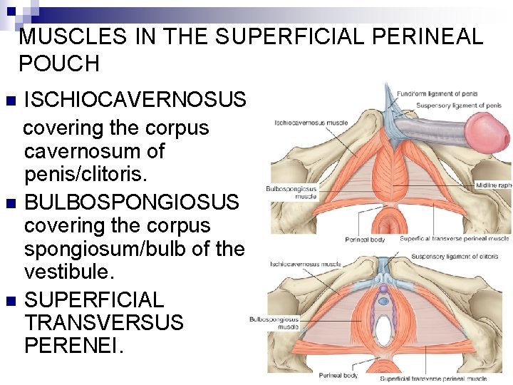 MUSCLES IN THE SUPERFICIAL PERINEAL POUCH ISCHIOCAVERNOSUS covering the corpus cavernosum of penis/clitoris. n