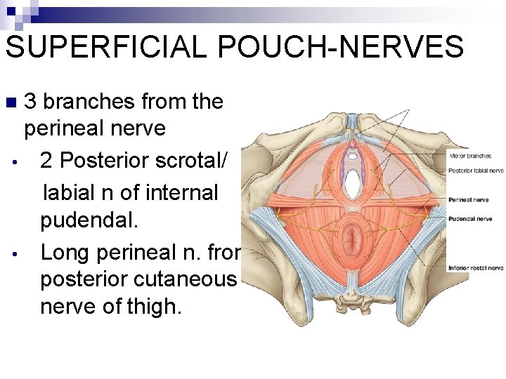 SUPERFICIAL POUCH-NERVES 3 branches from the perineal nerve • 2 Posterior scrotal/ labial n