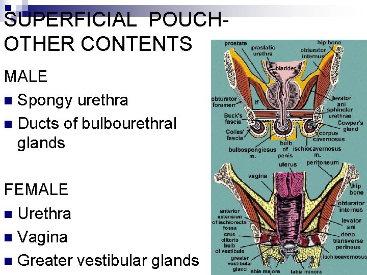 SUPERFICIAL POUCHOTHER CONTENTS MALE n Spongy urethra n Ducts of bulbourethral glands FEMALE n