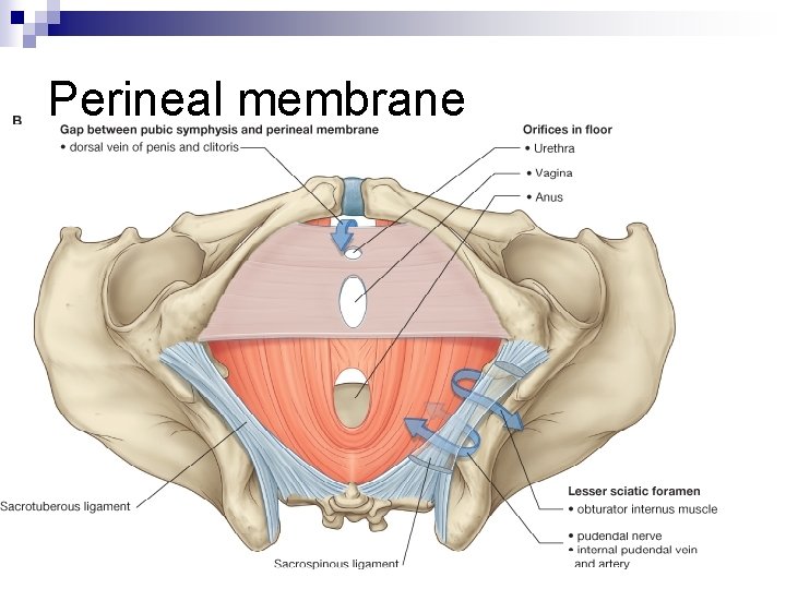 Perineal membrane 