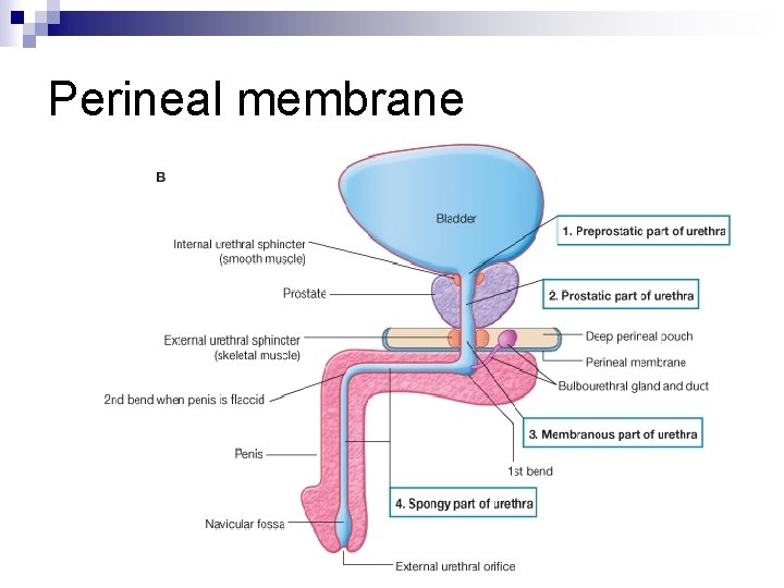 Perineal membrane 