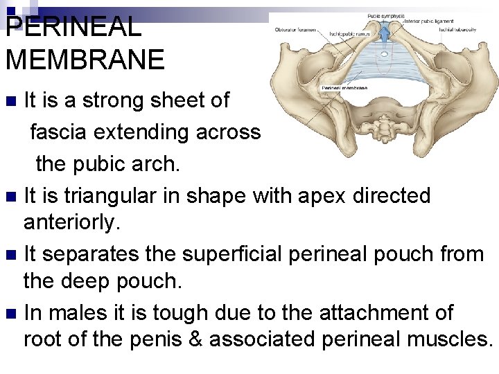 PERINEAL MEMBRANE It is a strong sheet of fascia extending across the pubic arch.