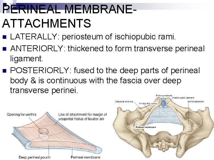PERINEAL MEMBRANEATTACHMENTS n n n LATERALLY: periosteum of ischiopubic rami. ANTERIORLY: thickened to form