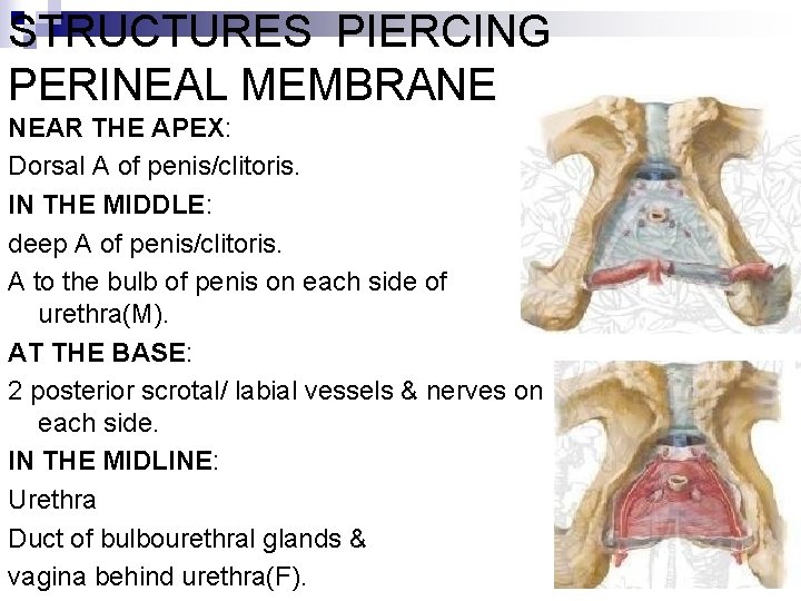 STRUCTURES PIERCING PERINEAL MEMBRANE NEAR THE APEX: Dorsal A of penis/clitoris. IN THE MIDDLE: